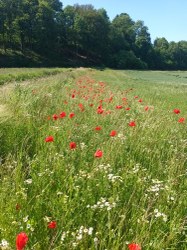 Bilan annuel de suivi biodiversité