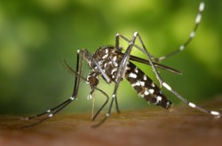 Moustique tigre : soyons vigilants !