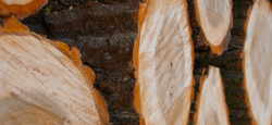 Vente publique de bois de chauffage