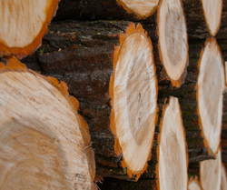 Vente publique de bois de chauffage